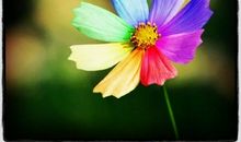 假如我有一片七色花瓣_900字