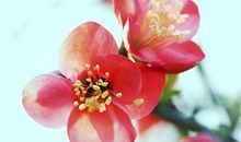 桃花一簇开无主，可爱深红爱浅红