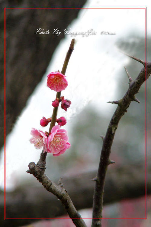 没有娱乐感，梦是梅花