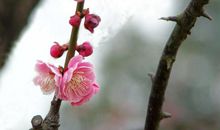 应酬都不暇，一岭是梅花