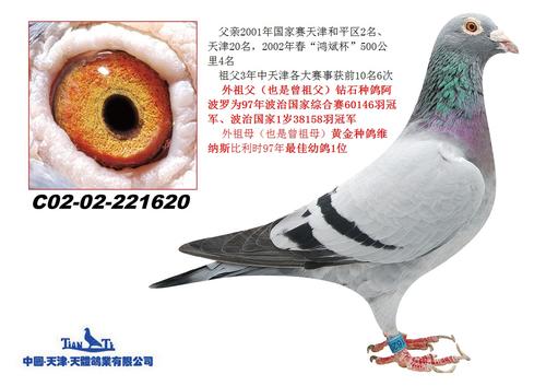 在竞争中实现梦想_1000字