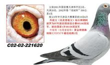 在竞争中成就梦想_1000字