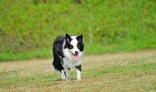 [议论文阅读]狗的聪明_900字