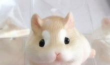 可爱的小仓鼠_300字