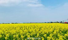 关于油菜花的作文：油菜花_300字