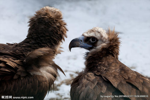 Meri Mountain Eagle_200字