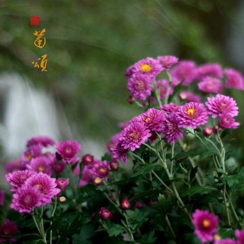 Chrysanthemum _650字