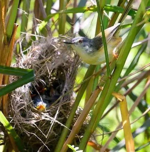 [事物描述]为什么这只鸟不吃昆虫_1000字