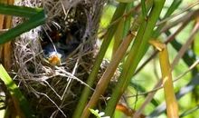 [事物说明文]雀鸟为什么不吃虫_1000字