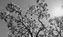 松树下的遐思_3000字