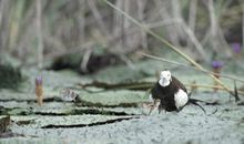 走进动物 _700字