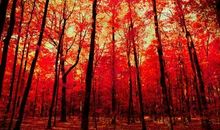 飘落红枫叶_50字