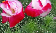 碧桃天上栽和露，不是凡花数