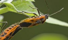 奇妙的昆虫游记_550字