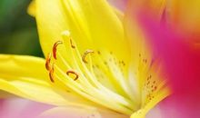 东风着意，先上小桃枝