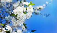 柳色黄金嫩，梨花白雪香