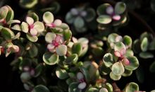 一切出于自然 排比句的境界