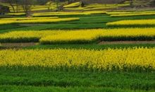 美丽的油菜花_400字