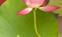 圆荷浮小叶，细麦落轻花