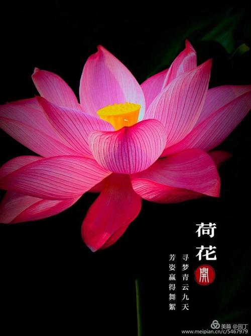 绿色竹子含有新的粉末，红色莲花
