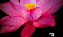 绿竹含新粉，红莲落故衣