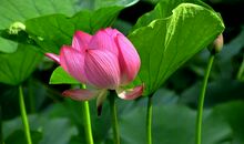 竹色溪下绿，荷花镜里香