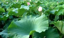 荷叶似云香不断，小船摇曳入西陵