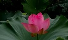 荷香销晚夏，菊气入新秋