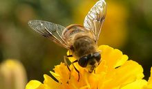 蜜蜂的生活_800字