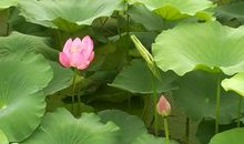 水面清圆，一一风荷举