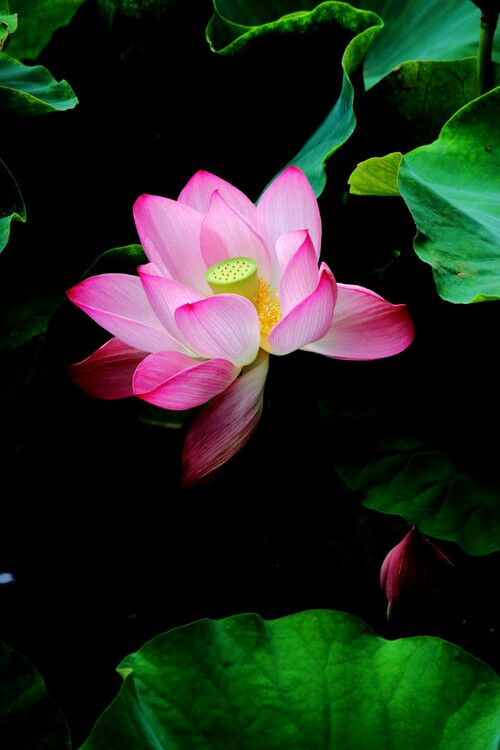 当轩在葡萄酒中，芙蓉的所有两侧