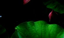 当轩对樽酒，四面芙蓉开