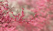 况是青春日将暮，桃花乱落如红雨