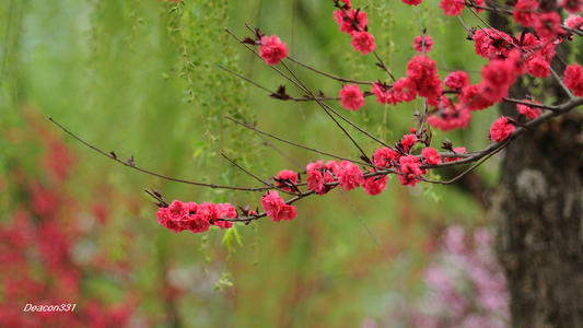 桃花吊索