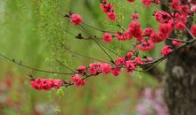 夹岸桃花蘸水开