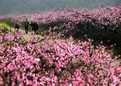 草色绿色柳树黄色，桃花