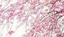 柳叶乱飘千尺雨，桃花斜带一路烟