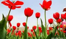 一番桃李花开尽，惟有青青草色齐