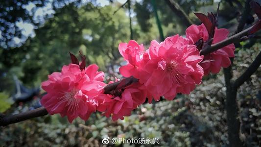 天堂桃和重新植物，日常红色的制热