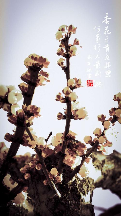 天光，山城，斜坡，开花