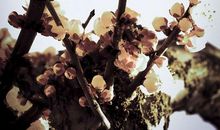 日日春光斗日光，山城斜路杏花香