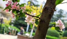 满阶芳草绿，一片杏花香