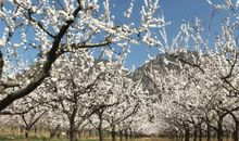 一段好春藏不住，粉墙斜露杏花梢