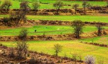 乱点碎红山杏发，平铺新绿水苹生