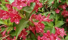 不向东山久，蔷薇几度花