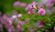 有情芍药含春泪，无力蔷薇卧晓枝