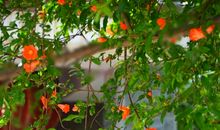 微雨过，小荷翻，榴花开欲燃