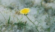 纷飞的种子_1200字