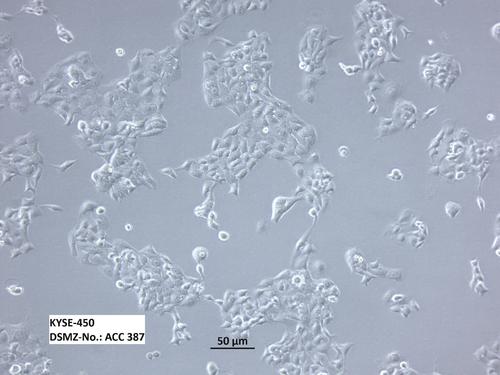 Cell Warfare _450字