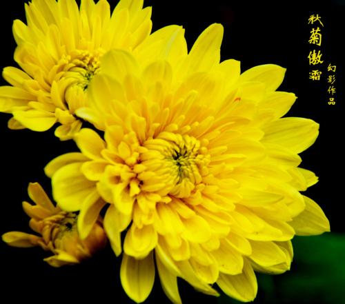 Qiuju _200字